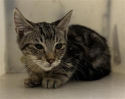 Shelter Stray Male Cat last seen HARRIS AVE & KNIGHTLINGER ST, 2127 Front St, Sacramento, CA 95818, USA