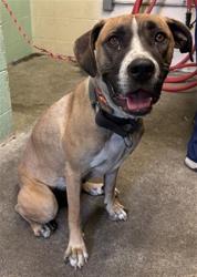Shelter Stray Female Dog last seen TIDAL ST & DELTA VIEW AVE, 2127 Front St, Sacramento, CA 95818, USA