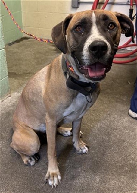 Shelter Stray Female Dog last seen TIDAL ST & DELTA VIEW AVE, 2127 Front St, Sacramento, CA 95818, USA