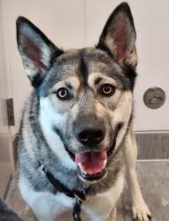 Shelter Stray Female Dog last seen Near BLOCK S FULTON ST, DENVER CO 80247, 2080 S Quebec St, Denver, CO 80231, USA