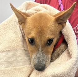 Shelter Stray Male Dog last seen , 4000 N Silverbell Rd, Tucson, AZ 85745, USA