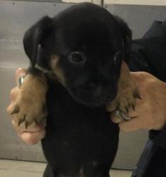 Shelter Stray Male Dog last seen Near BLOCK LIMONITE AVE, JURUPA VALLEY, CA, 6851 Van Buren Boulevard, Jurupa Valley, CA 92509, USA