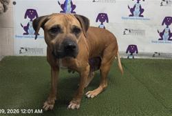 Shelter Stray Female Dog last seen , 2769 Conroy Rd, Orlando, FL 32839, USA