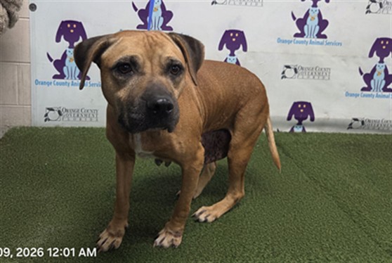 Shelter Stray Female Dog last seen , 2769 Conroy Rd, Orlando, FL 32839, USA