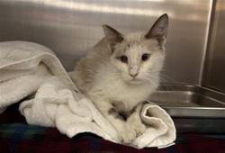 Shelter Stray Female Cat last seen Near BLOCK DR CARREON BLVD, INDIO CA 92201, 72050 Pet Land Pl, Thousand Palms, CA 92276, USA