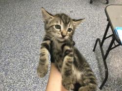 Shelter Stray Female Cat last seen Near BLOCK OLEA AVE, INDIO CA 92201, 72050 Pet Land Pl, Thousand Palms, CA 92276, USA