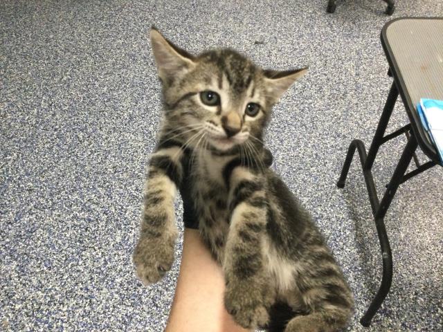 Shelter Stray Female Cat last seen Near BLOCK OLEA AVE, INDIO CA 92201, 72050 Pet Land Pl, Thousand Palms, CA 92276, USA