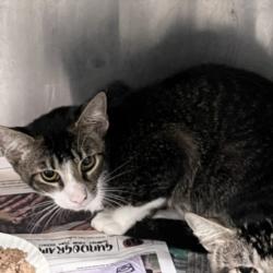 Shelter Stray Male Cat last seen , 1850 W 60th St, Los Angeles, CA 90047, USA