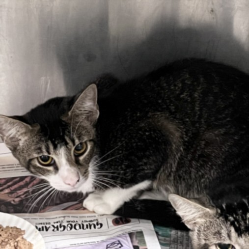 Shelter Stray Male Cat last seen , 1850 W 60th St, Los Angeles, CA 90047, USA