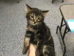 Shelter Stray Male Cat last seen Near BLOCK OLEA AVE, INDIO CA 92201, 72050 Pet Land Pl, Thousand Palms, CA 92276, USA