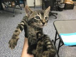 Shelter Stray Male Cat last seen Near BLOCK OLEA AVE, INDIO CA 92201, 72050 Pet Land Pl, Thousand Palms, CA 92276, USA
