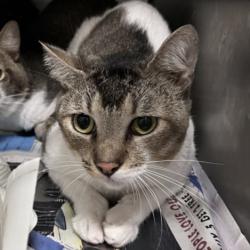Shelter Stray Male Cat last seen , 1850 W 60th St, Los Angeles, CA 90047, USA