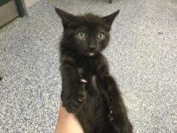 Shelter Stray Male Cat last seen Near BLOCK OLEA AVE, INDIO CA 92201, 72050 Pet Land Pl, Thousand Palms, CA 92276, USA
