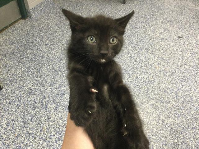 Shelter Stray Male Cat last seen Near BLOCK OLEA AVE, INDIO CA 92201, 72050 Pet Land Pl, Thousand Palms, CA 92276, USA