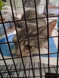Shelter Stray Female Cat last seen , 1850 W 60th St, Los Angeles, CA 90047, USA