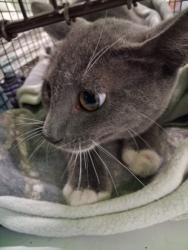 Shelter Stray Male Cat last seen , 1850 W 60th St, Los Angeles, CA 90047, USA