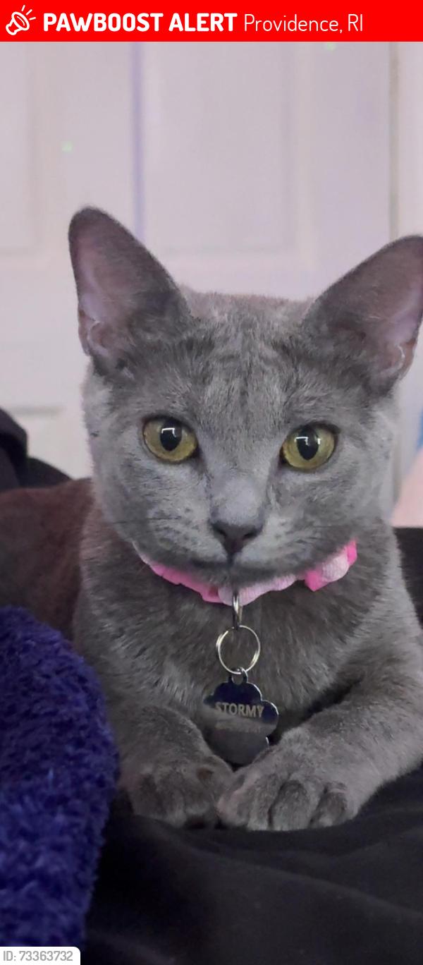 Lost Female Cat last seen Near Bellevue ave, Providence, RI 02907