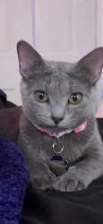 Lost Female Cat last seen Near Bellevue ave, Providence, RI 02907