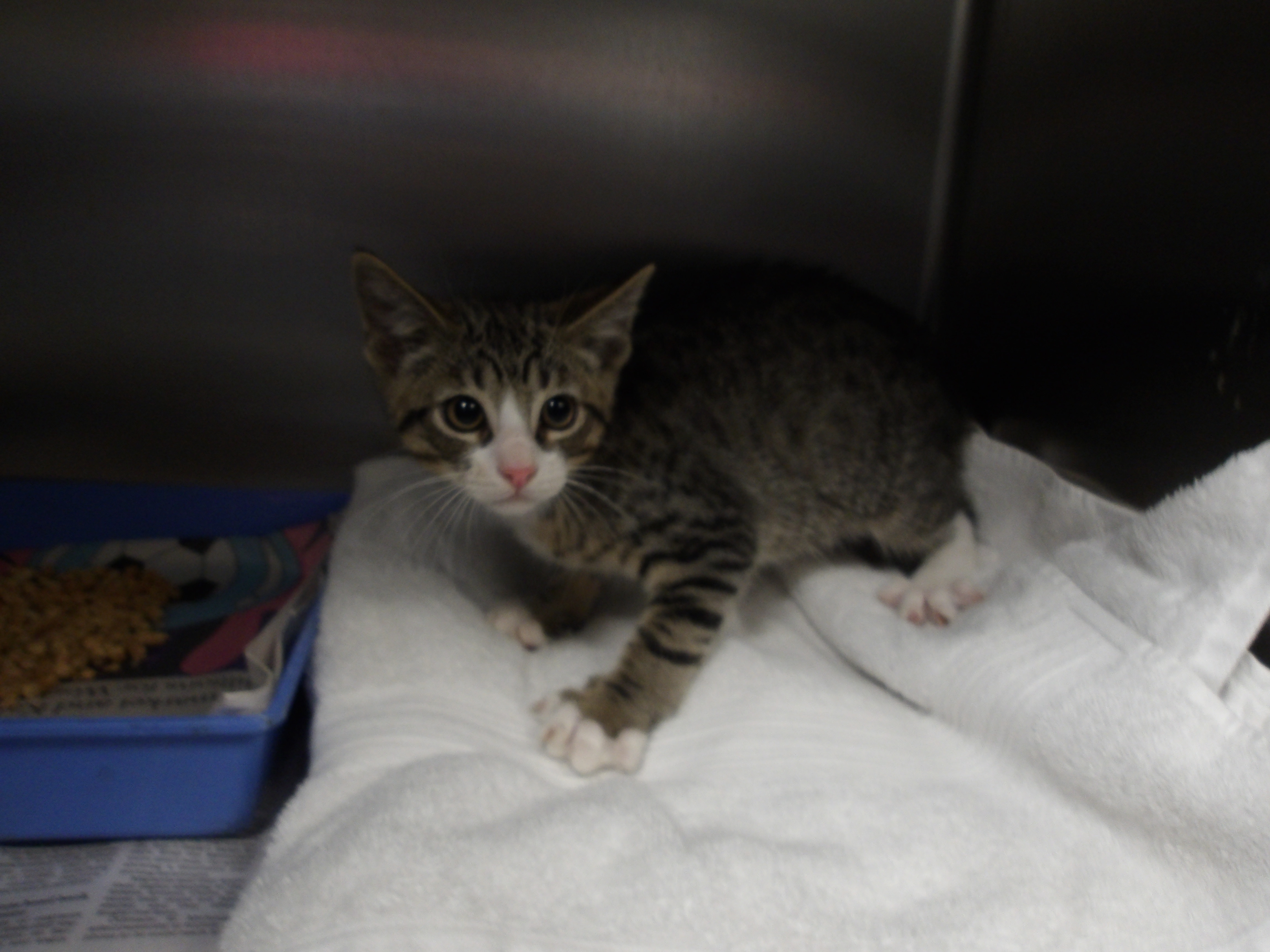 Shelter Stray Male Cat last seen , 11361 W Pico Blvd, Los Angeles, CA 90064, USA