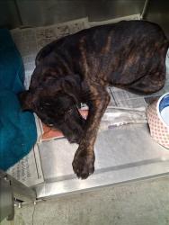Shelter Stray Male Dog last seen , 1850 W 60th St, Los Angeles, CA 90047, USA