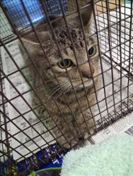 Shelter Stray Female Cat last seen , 1850 W 60th St, Los Angeles, CA 90047, USA