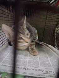 Shelter Stray Unknown Cat last seen , 1850 W 60th St, Los Angeles, CA 90047, USA