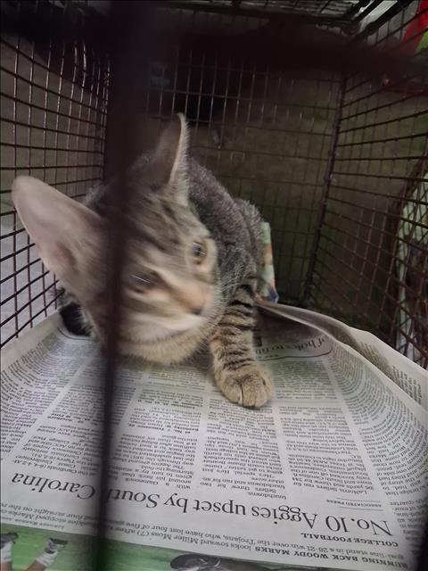 Shelter Stray Unknown Cat last seen , 1850 W 60th St, Los Angeles, CA 90047, USA