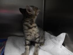 Shelter Stray Female Cat last seen , 11361 W Pico Blvd, Los Angeles, CA 90064, USA