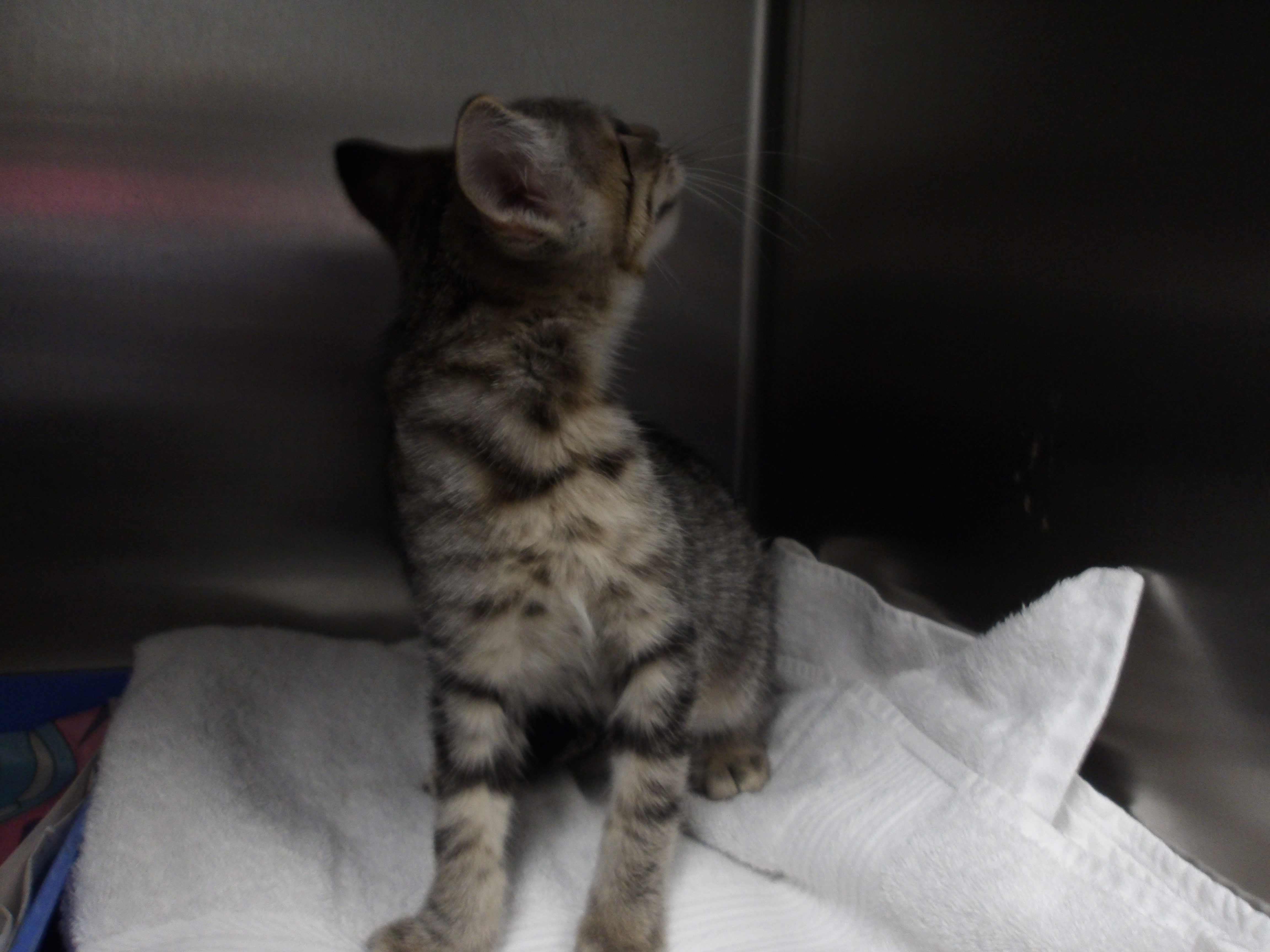 Shelter Stray Female Cat last seen , 11361 W Pico Blvd, Los Angeles, CA 90064, USA