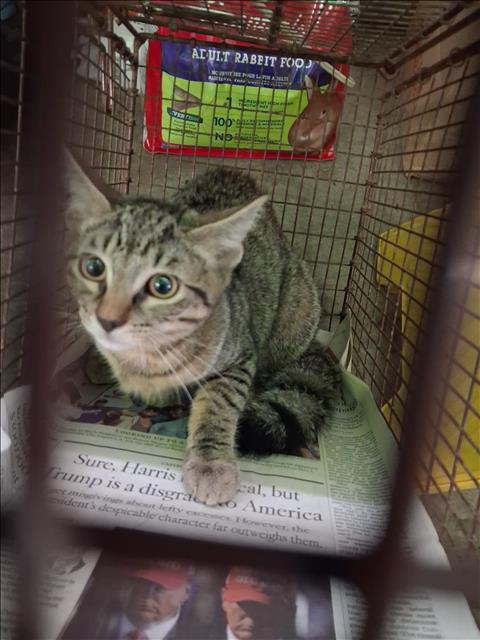Shelter Stray Unknown Cat last seen , 1850 W 60th St, Los Angeles, CA 90047, USA