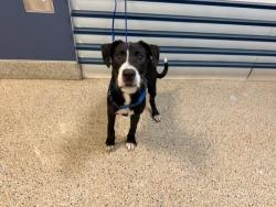 Shelter Stray Male Dog last seen Near BLOCK NW 12 AVE, 3599 NW 79th Ave, Doral, FL 33122, USA