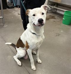 Shelter Stray Male Dog last seen 19TH AVE AND JEFFERSON ST, 2500 S 27th Ave, Phoenix, AZ 85009, USA