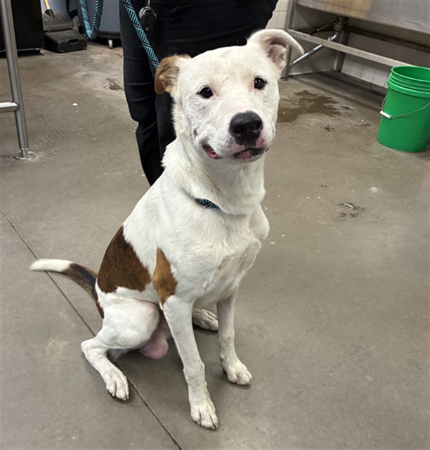 Shelter Stray Male Dog last seen 19TH AVE AND JEFFERSON ST, 2500 S 27th Ave, Phoenix, AZ 85009, USA