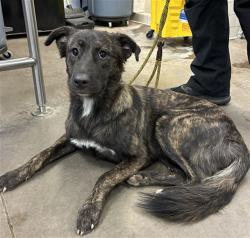 Shelter Stray Female Dog last seen 19TH AVE AND JEFFERSON ST, 2500 S 27th Ave, Phoenix, AZ 85009, USA