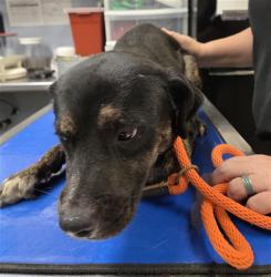 Shelter Stray Male Dog last seen 19TH AVE AND JEFFERSON ST, 2500 S 27th Ave, Phoenix, AZ 85009, USA