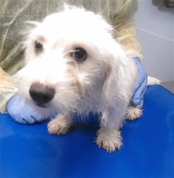 Shelter Stray Female Dog last seen 24TH ST AND ROOSEVELT ST, 2500 S 27th Ave, Phoenix, AZ 85009, USA