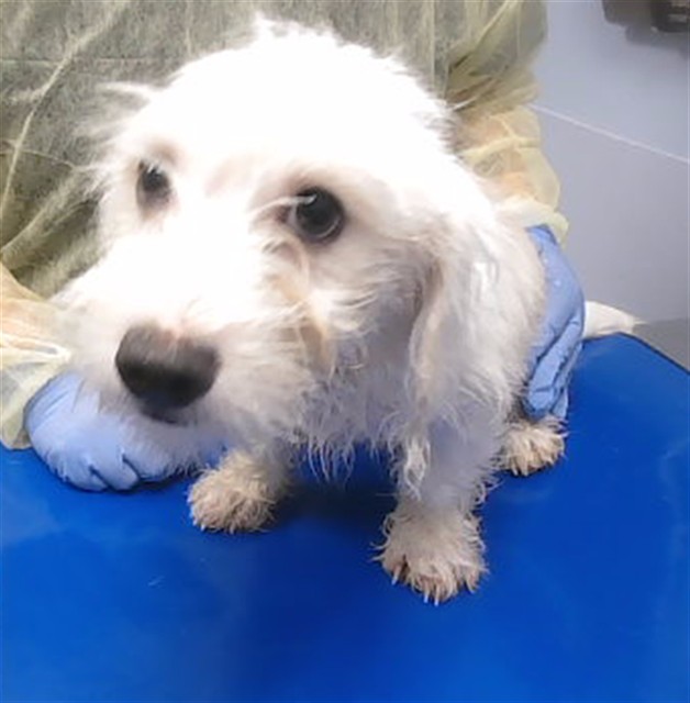 Shelter Stray Female Dog last seen 24TH ST AND ROOSEVELT ST, 2500 S 27th Ave, Phoenix, AZ 85009, USA