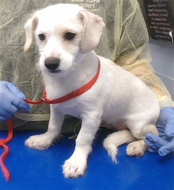 Shelter Stray Male Dog last seen 24TH ST AND ROOSEVELT ST, 2500 S 27th Ave, Phoenix, AZ 85009, USA