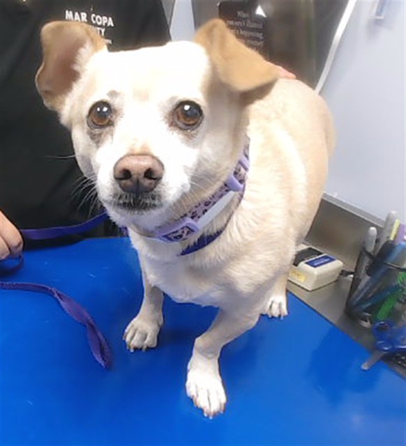 Shelter Stray Female Dog last seen 40TH AVE AND VINEYARD RD, 2500 S 27th Ave, Phoenix, AZ 85009, USA