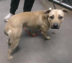 Shelter Stray Female Dog last seen 31ST AVE AND BETHANY HOME RD, 2500 S 27th Ave, Phoenix, AZ 85009, USA