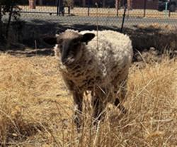 Shelter Stray Male Livestock last seen 20TH ST/G ST, 95673, 3839 Bradshaw Rd, Sacramento, CA 95827, USA