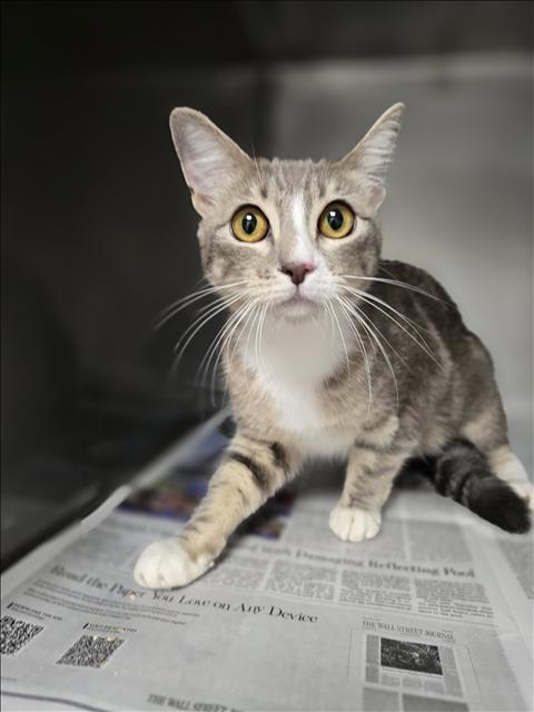 Shelter Stray Female Cat last seen , West Valley Animal Shelter, 20655 Plummer St, Chatsworth, CA 91311, USA
