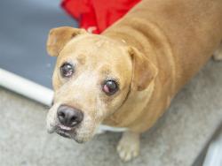 Shelter Stray Male Dog last seen 31ST & BUCKEYE, 5501 E Van Buren St, Phoenix, AZ 85008, USA