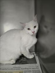 Shelter Stray Male Cat last seen , West Valley Animal Shelter, 20655 Plummer St, Chatsworth, CA 91311, USA
