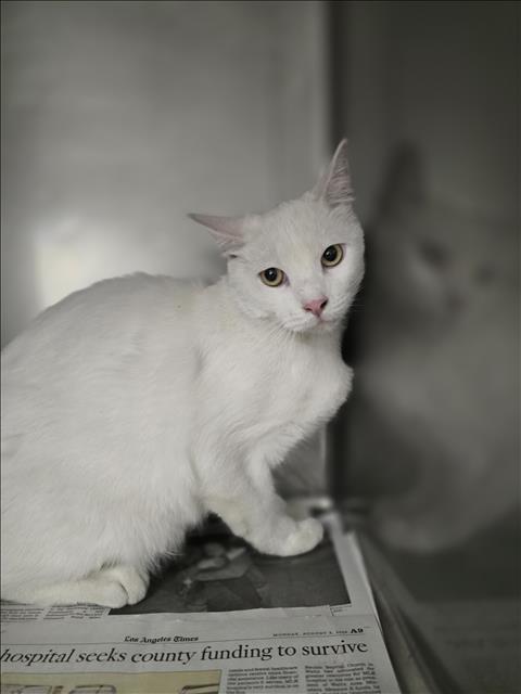 Shelter Stray Male Cat last seen , West Valley Animal Shelter, 20655 Plummer St, Chatsworth, CA 91311, USA