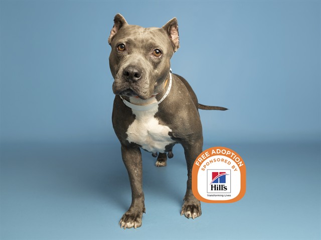 Shelter Stray Female Dog last seen Near BLOCK W PAPAGO ST, 5501 E Van Buren St, Phoenix, AZ 85008, USA