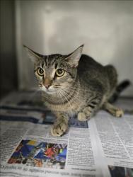 Shelter Stray Female Cat last seen , West Valley Animal Shelter, 20655 Plummer St, Chatsworth, CA 91311, USA