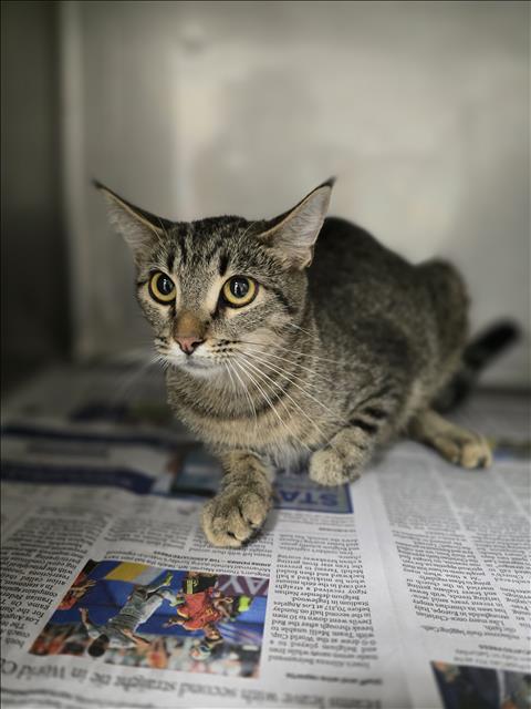 Shelter Stray Female Cat last seen , West Valley Animal Shelter, 20655 Plummer St, Chatsworth, CA 91311, USA