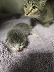 Shelter Stray Unknown Cat last seen , West Valley Animal Shelter, 20655 Plummer St, Chatsworth, CA 91311, USA