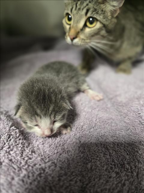 Shelter Stray Unknown Cat last seen , West Valley Animal Shelter, 20655 Plummer St, Chatsworth, CA 91311, USA